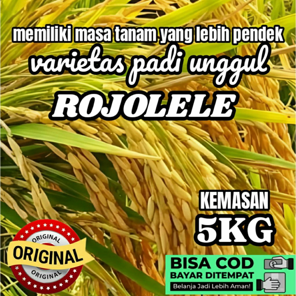 BENIH BIBIT PADI UNGGUL (ROJOLELE) KEMASAN 5KG ORIGINAL