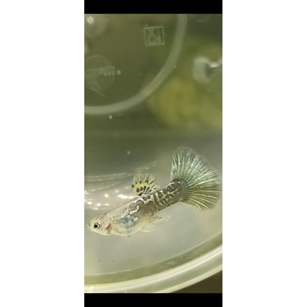 YELLOW DRAGON GUPPY JANTAN BETINA SEPASANG