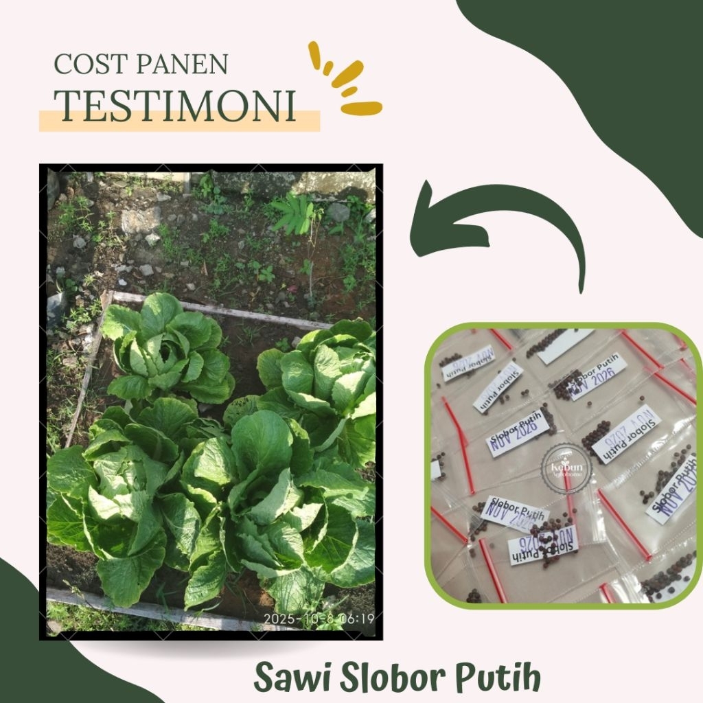 BENIH SAWI SLOBOR PUTIH