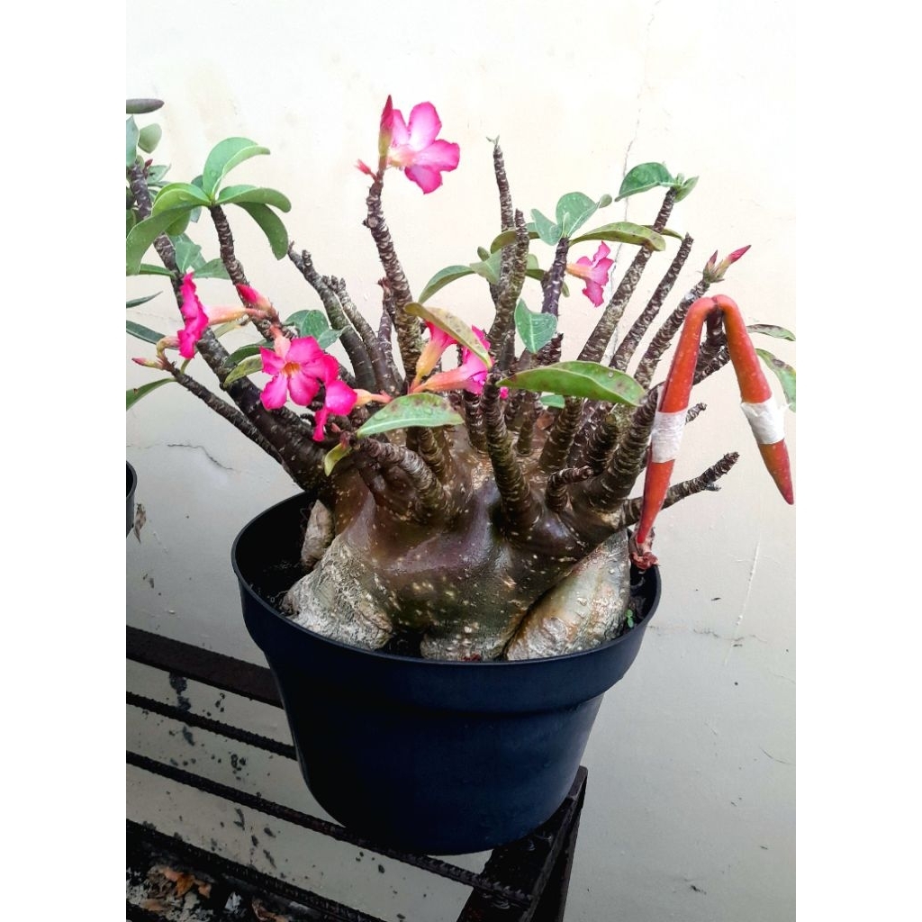 Biji Tanaman Adenium  Arabicum Kalamae