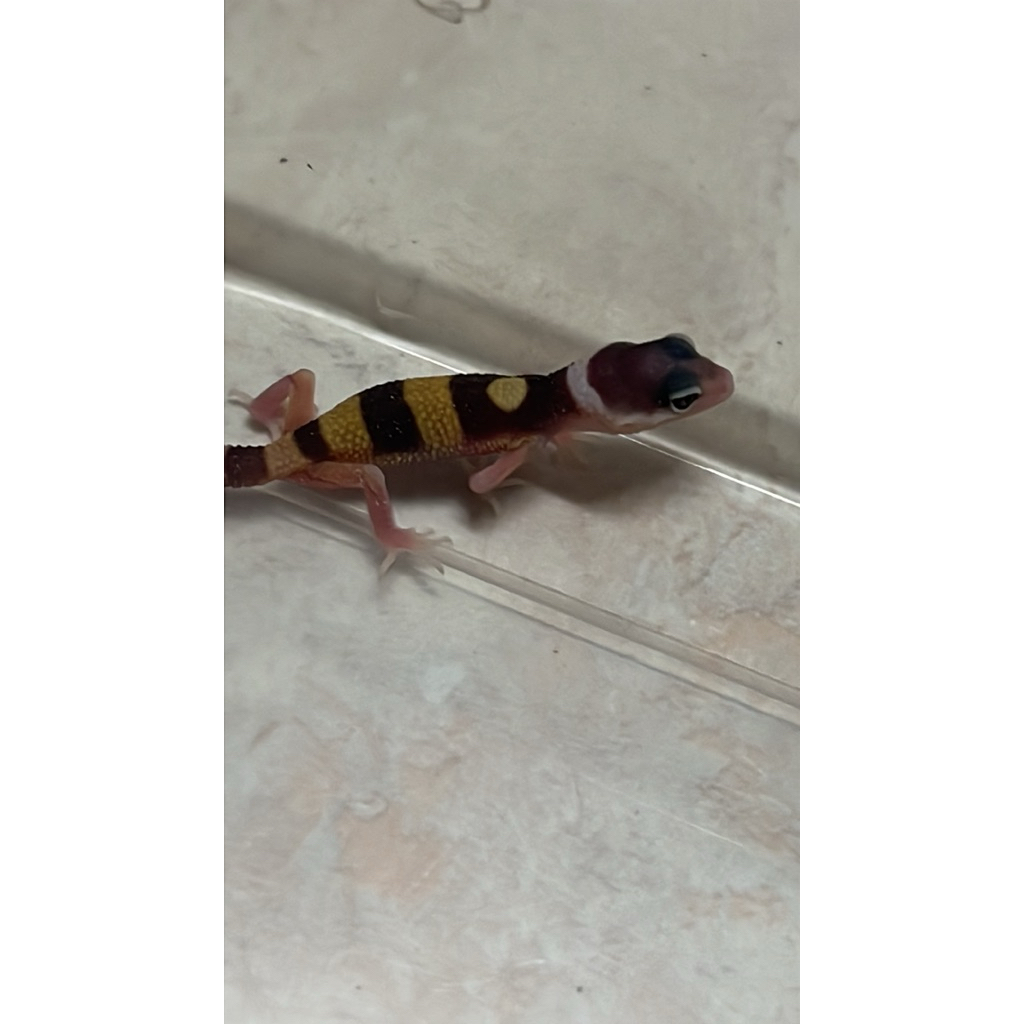 LEOPARD GECKO EMERINE PH TREMPER X WHITE AND YELLOW