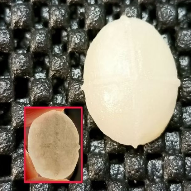 Batu Posil Man1 Gaj4h , Tapak Jalak Timbul