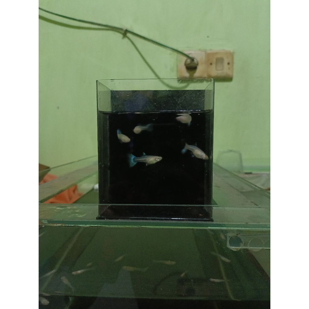 soliter guppy sky blue