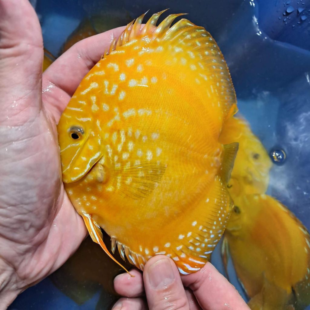 discus yellow Stardust mulai ukuran 2cm-2inch discus