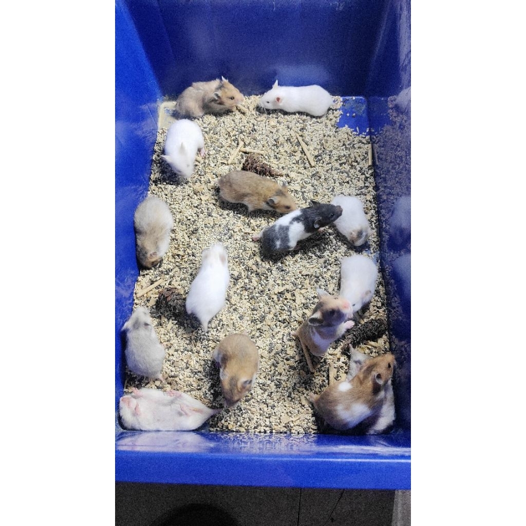 Hamster Syrian Golden Shorthair Lucu Imut Dan jinak(Khusus Instan) Usia 1-2bln(baby)