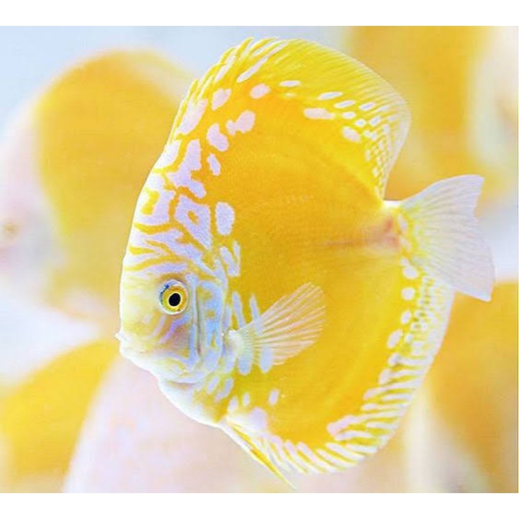 discus yellow malborou mulai ukuran 2cm-2inch discus