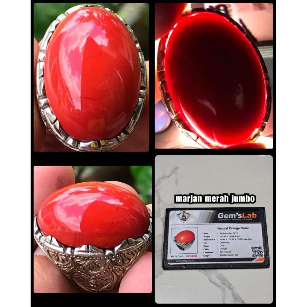 natural Marjan jumbo super asli laut merah yemen