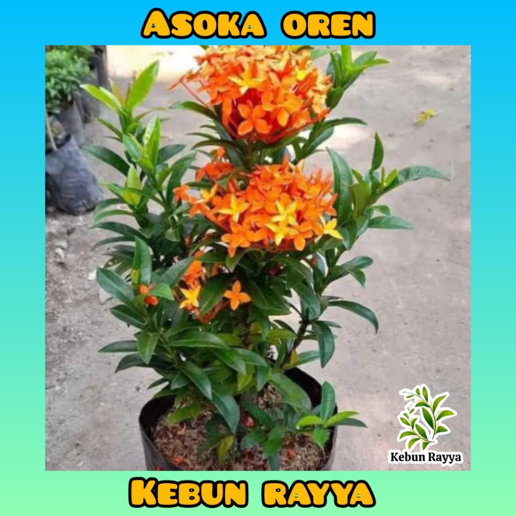 Tanaman Hias Bunga Ashoka Bahan Bisa Jadi Bahan Bonsai - Bunga Asoka Merah, Kuning, Oren Dan Pink