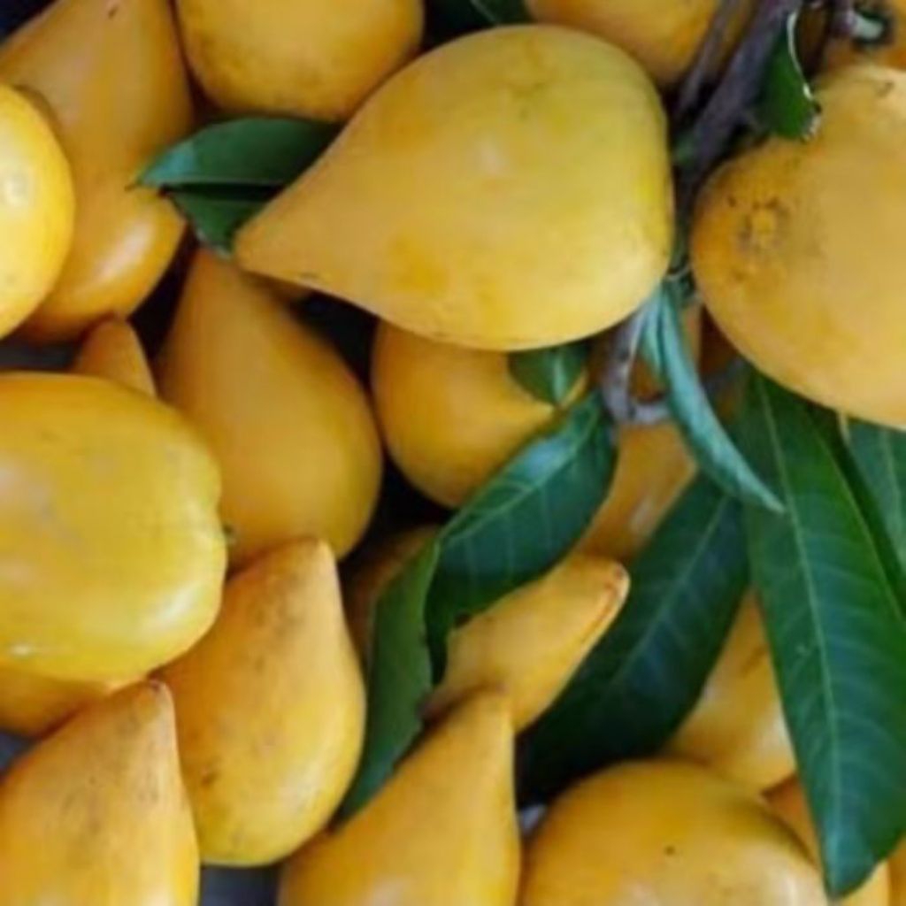 Buah Sawo Alkesa 500Gram Segar / Alkesa Sawo Mentega - Sawo Belanda Segar