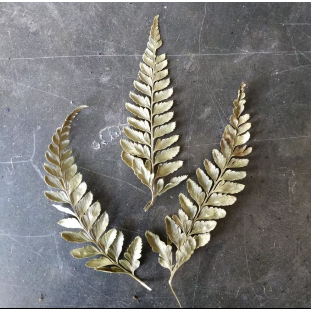 DAUN PAKIS KERING / DAUN PAKU KERING