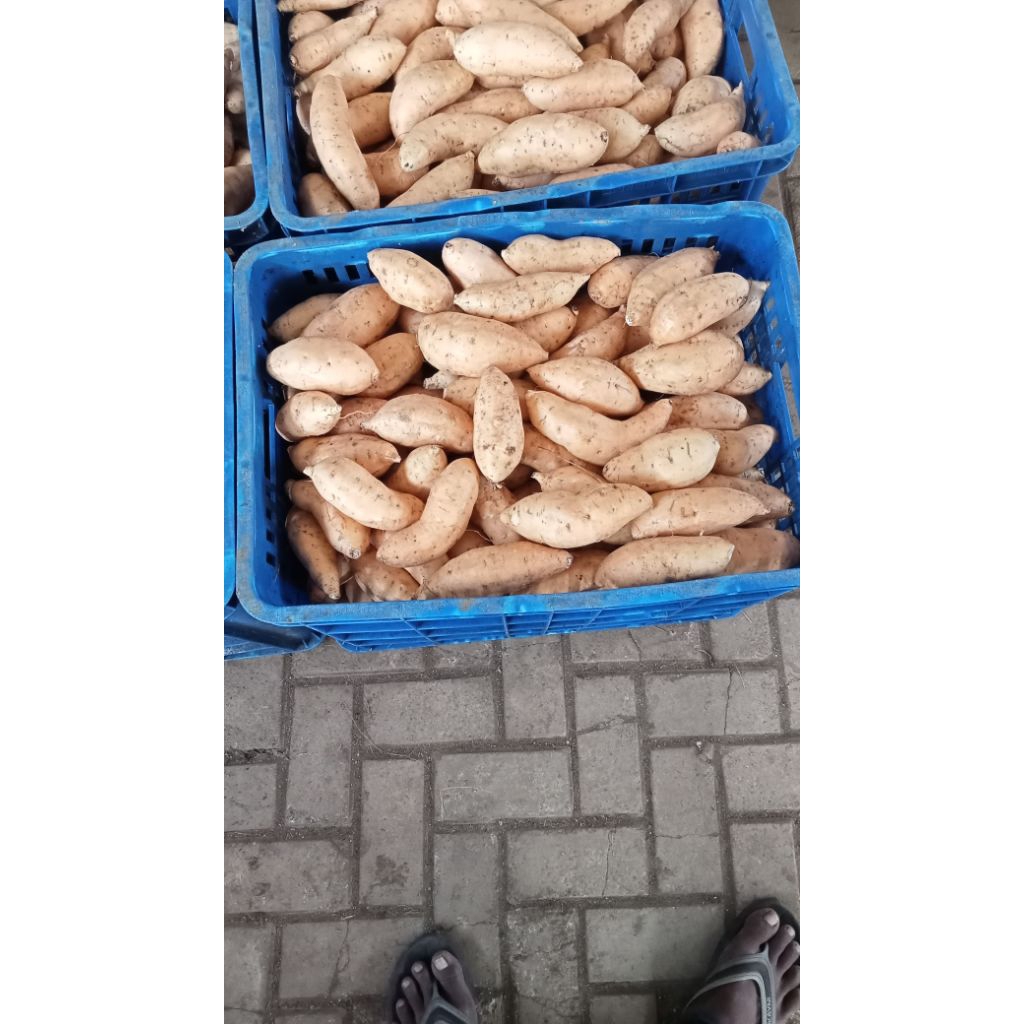 ubi Cilembu 1kg ubi madu Cilembu ubi jalar asli ubi Cilembu