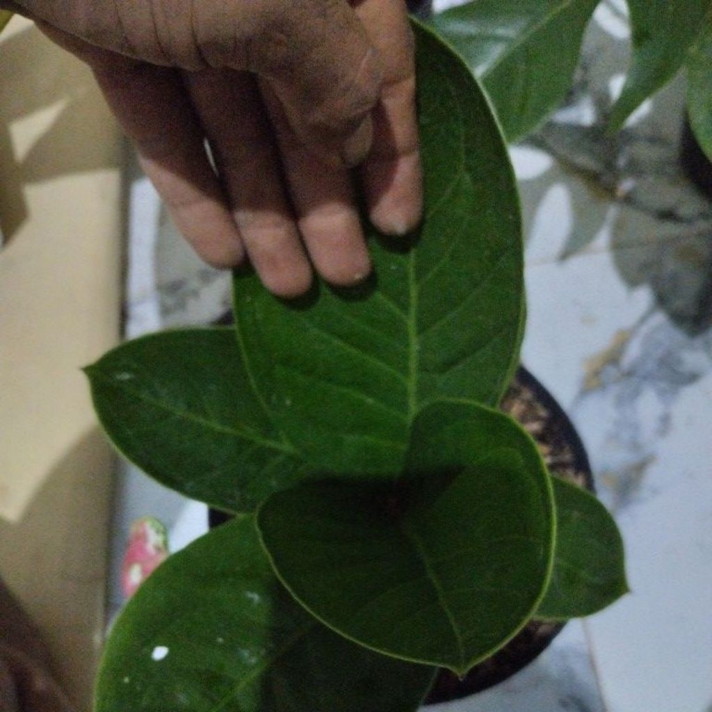 jemani mangkok remaja