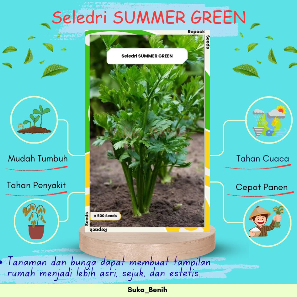 Benih / Bibit Seledri SUMMER GREEN – Isi 200 & 500 Biji | Batang Tebal, Segar, Cepat Panen & Produkt