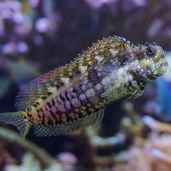 Ikan Hias Air Laut Jabing Glodok Jabing Pasir