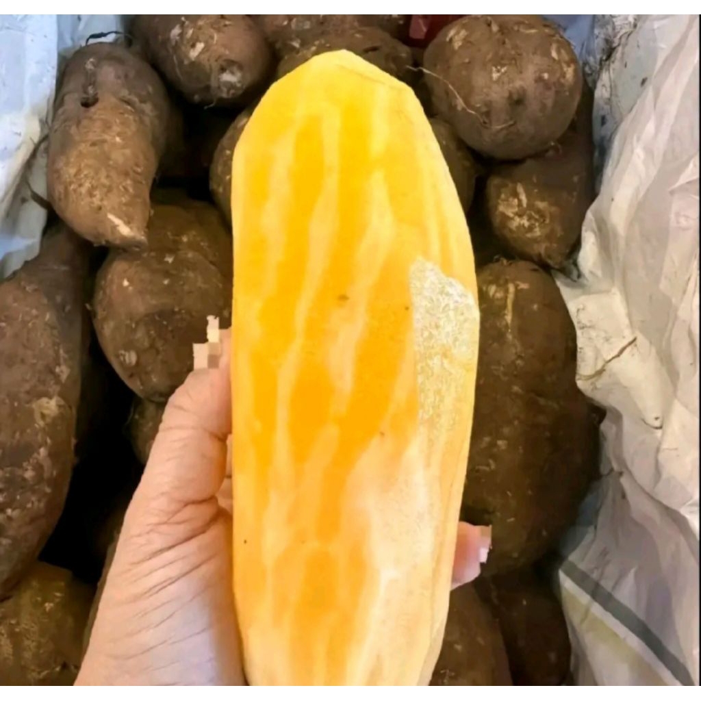 UMBI YAKON ASLI WONOSOBO MURAH