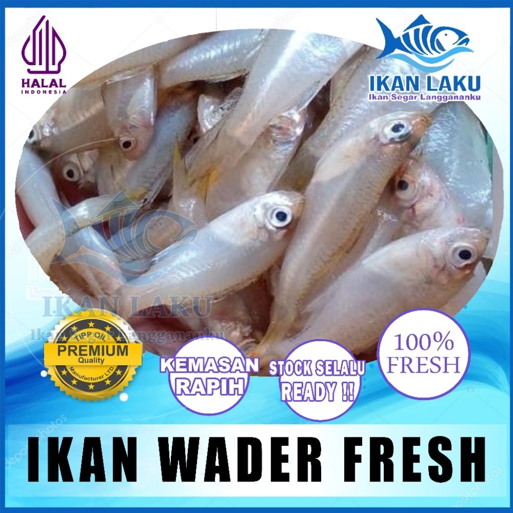 Ikan Wader Segar 1kg – Fresh Frozen Baby Fish Premium