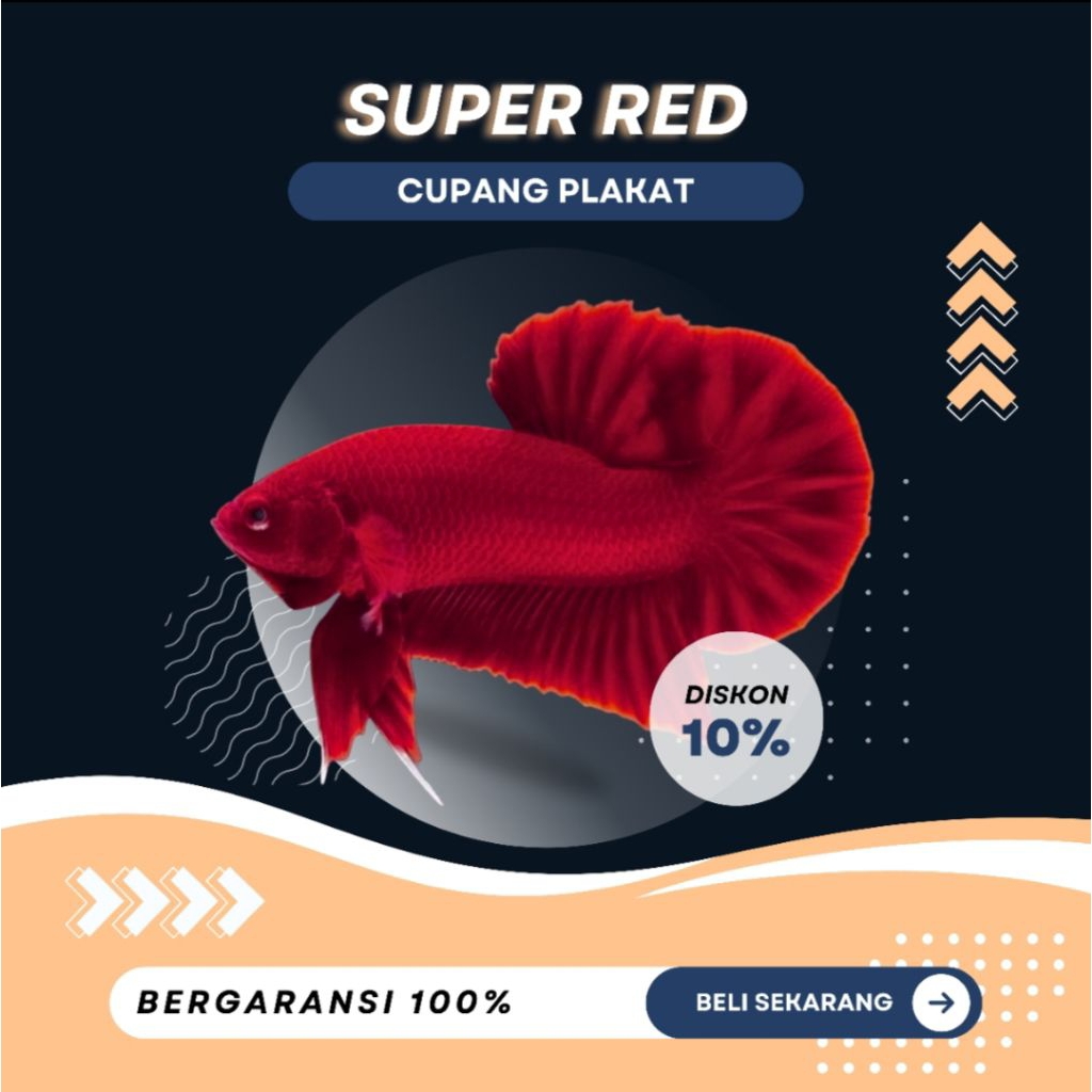[PK] Cupang Super Red | NEW | TOP GRADE | BESTSELLER | SIZE M+ | IKAN HIAS