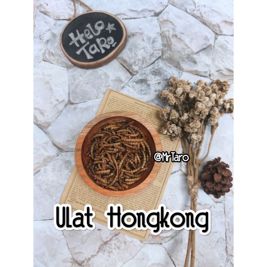Snack Hamster Sg Burung  Ulat Hongkong kering.