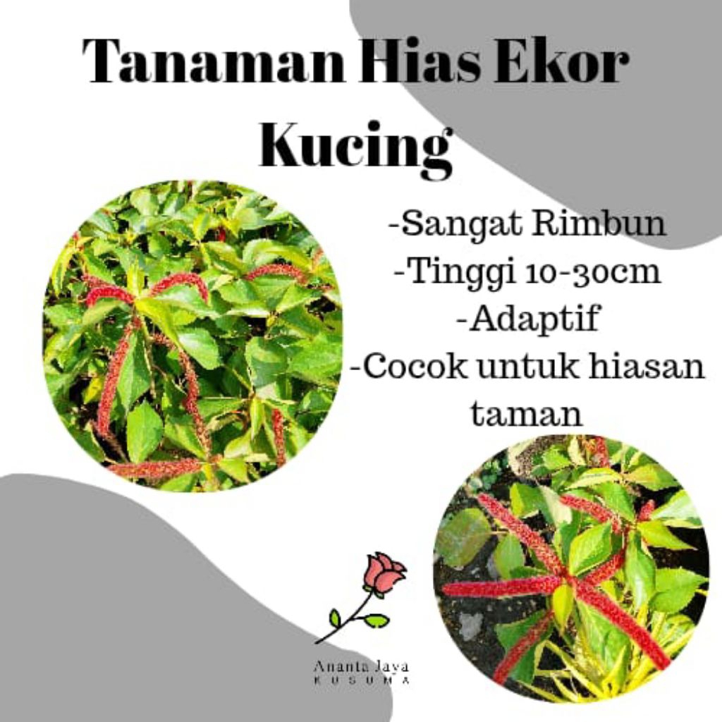 Tanaman Hias Ekor kucing