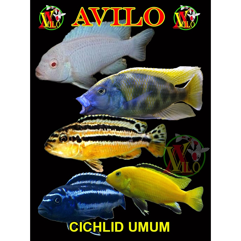 paket 10 - 30 ekor mix aneka ikan afrika siklid siklit umum rendom kirim ukuran kecil