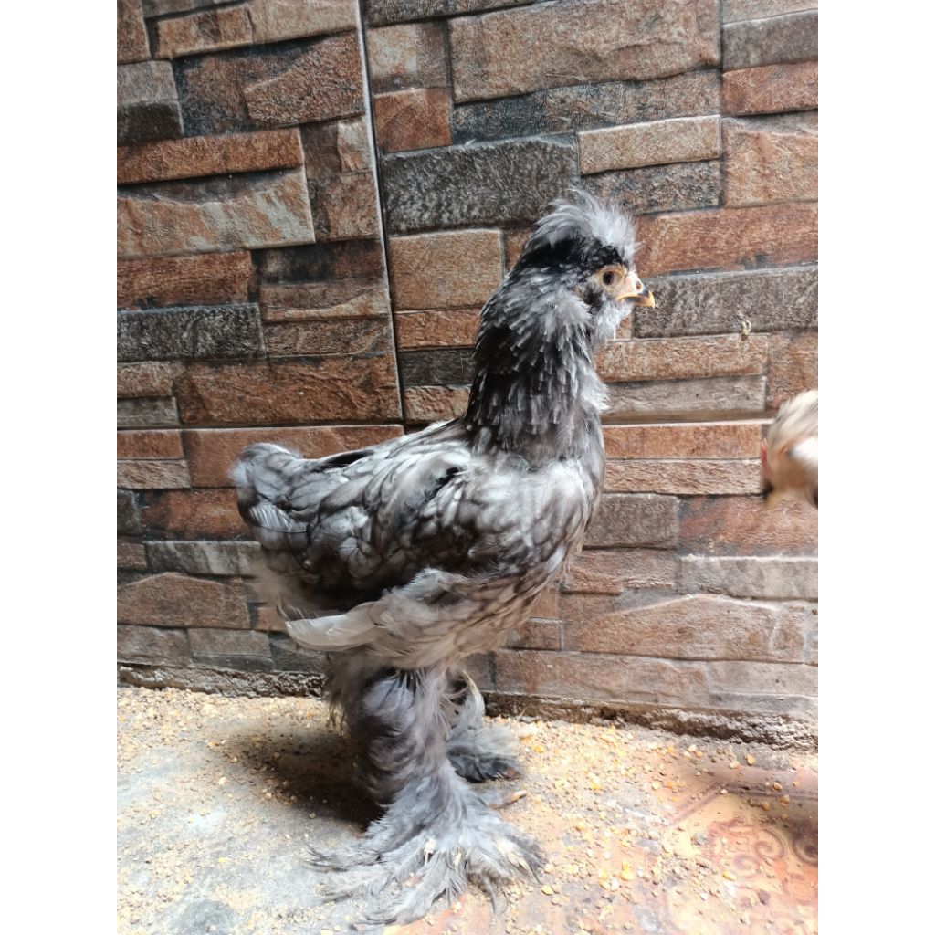 anakan ayam Brahma jantan.