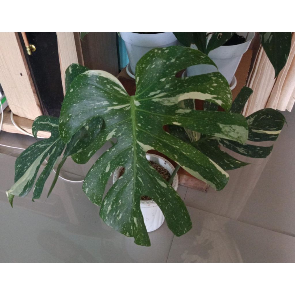 Monstera Thailand ekonomis