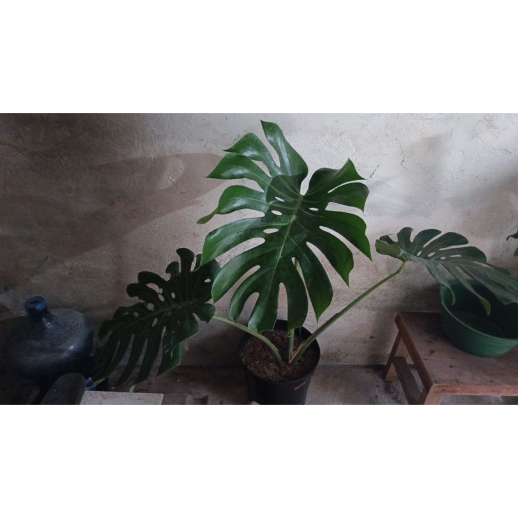 Monstera Deliciosa Jumbo