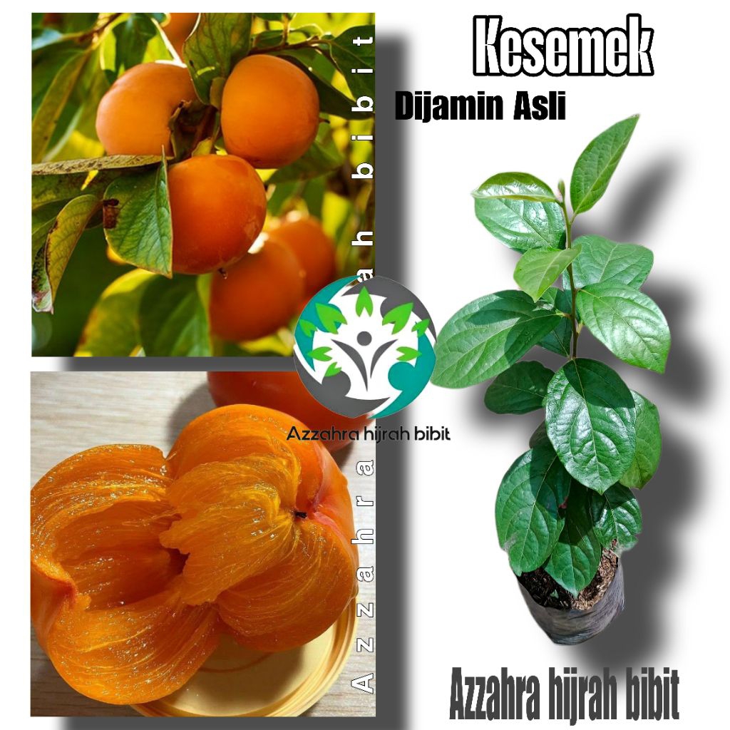 BIBIT KESEMEK/TANAMAN KESEMEK/BUAH KESEMEK/POHON KESEMEK ASLI
