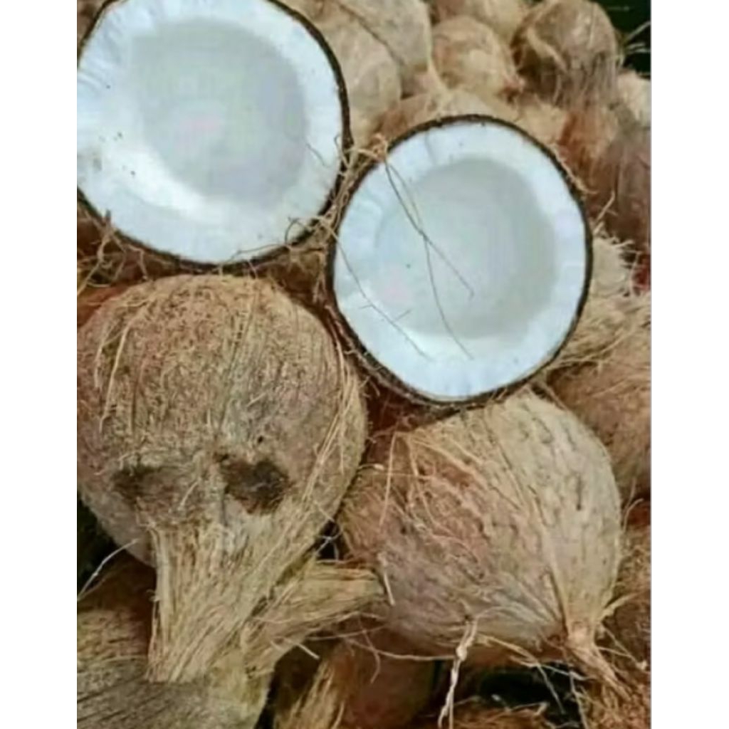 Kelapa tua utuh murah
