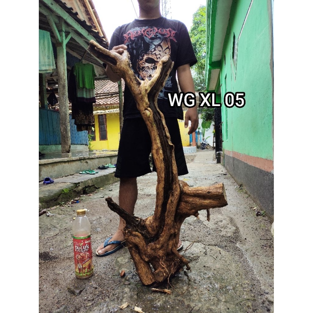 bahan dongkelan wahong gunung ukuran taman tinggi 120cm xxl