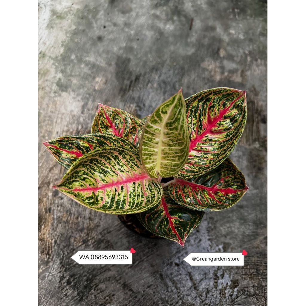 Jual Tanaman Hias Aglonema Lemang/Tanaman Aglonema