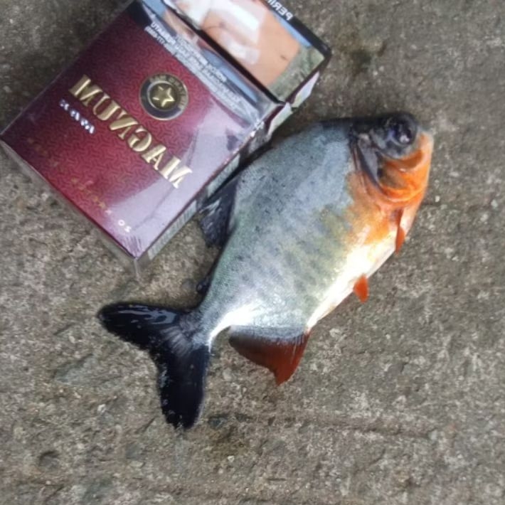 bibit bawal -+3 jari