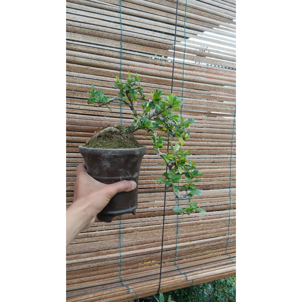 BONSAI HOKIANTI BUNGA GAYA CASECADE TINGGAL PAJANG