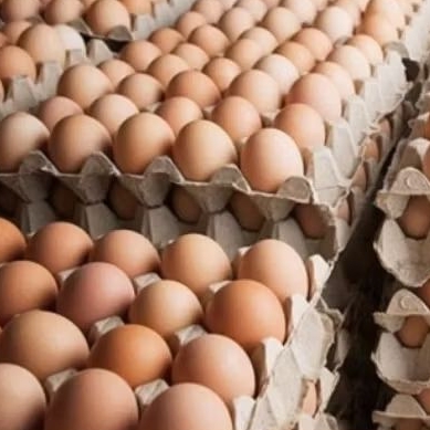 Telur ayam negeri.Telur.Telur segar.telur fresh.