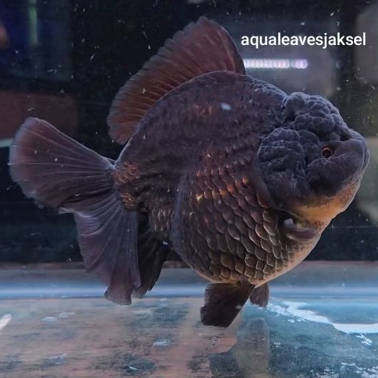 ikan koki oranda short tail black jumbo