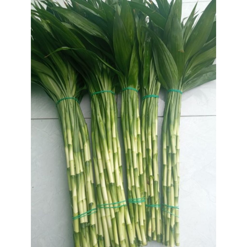 bambu cina Sri rejeki per ikat
