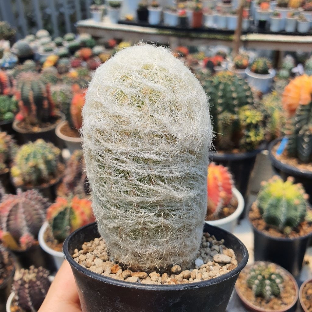 Espostoa lanata Peruvian Oldman Cactus