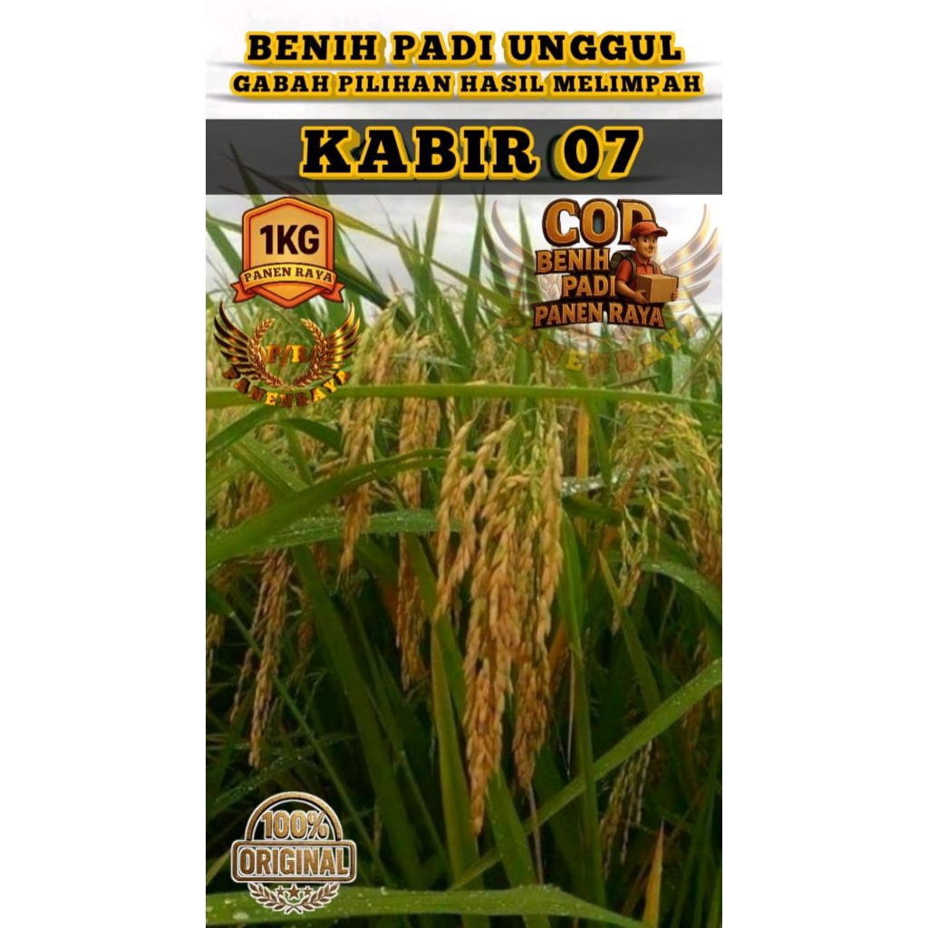 BENIH PADI UNGGUL KABIR 07 SUPER GENJAH KEMASAN 5KG