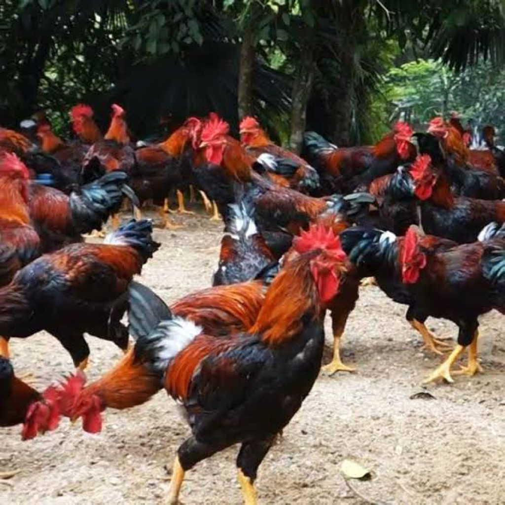 TELUR TETAS AYAM BANGKOK ORI X KAMPUNG PETELUR UNTUK DITETASKAN