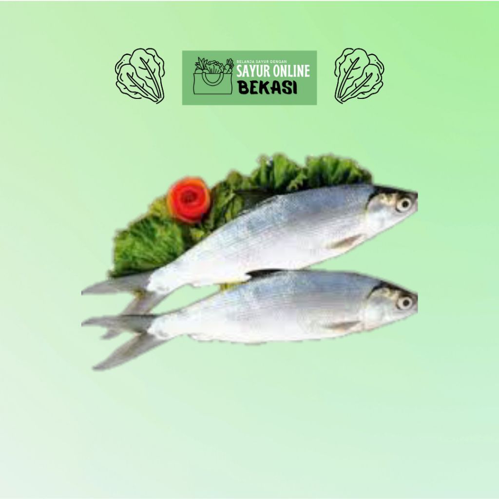 Ikan Bandeng Segar 500 gram - 1KG, Kota Bekasi