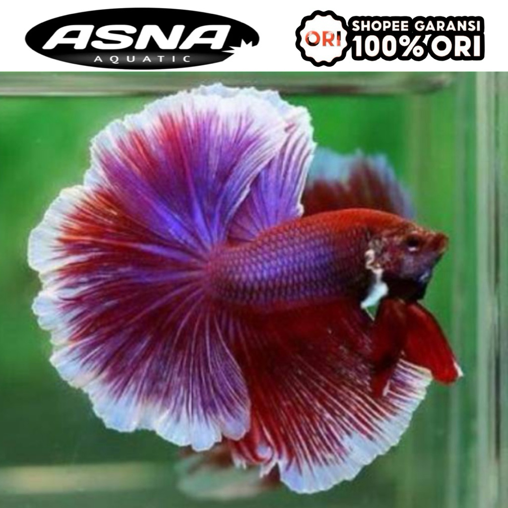 cupang halfmoon lavender big size