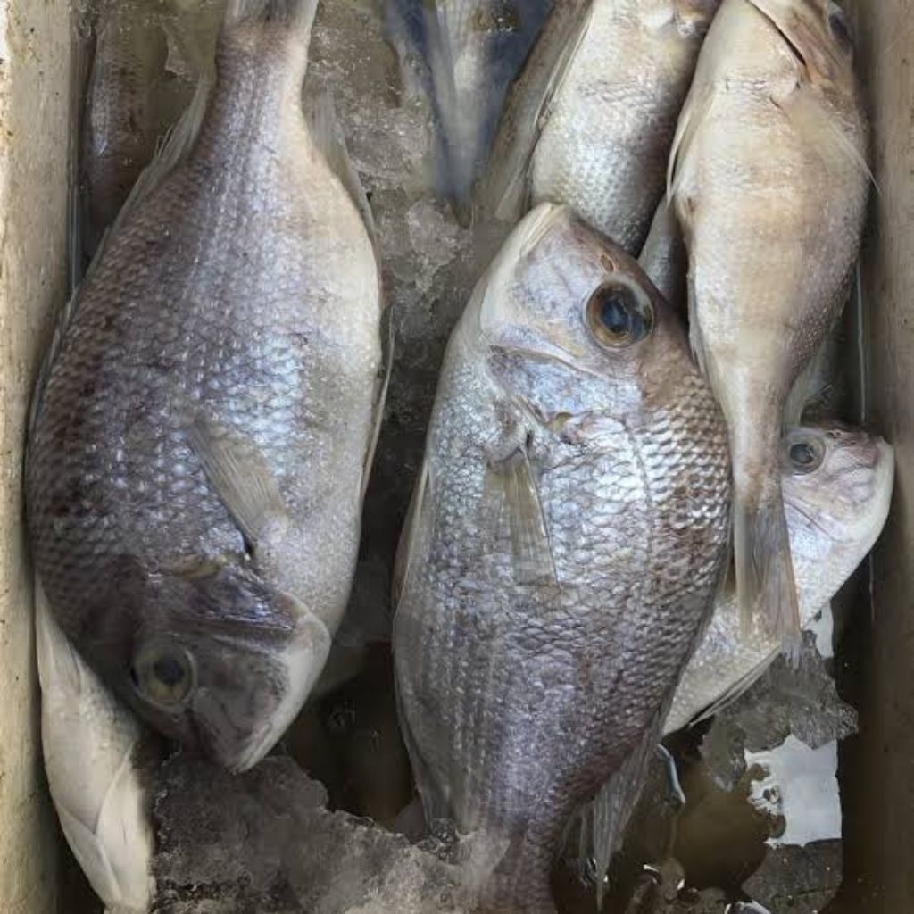 ikan kakap putih fresh 1 ekor 400gr