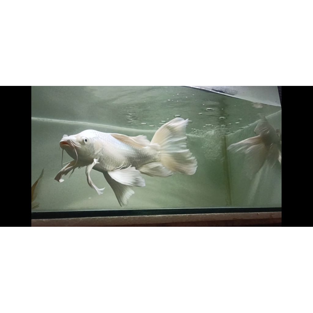 Butterfly Koi gondrong / Platinum Koi Kumpai Jumbo -+30cm