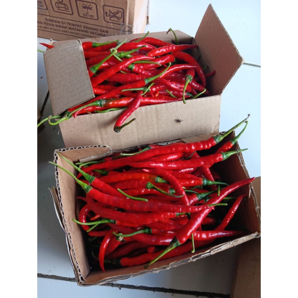 cabe merah keriting super 1kilo