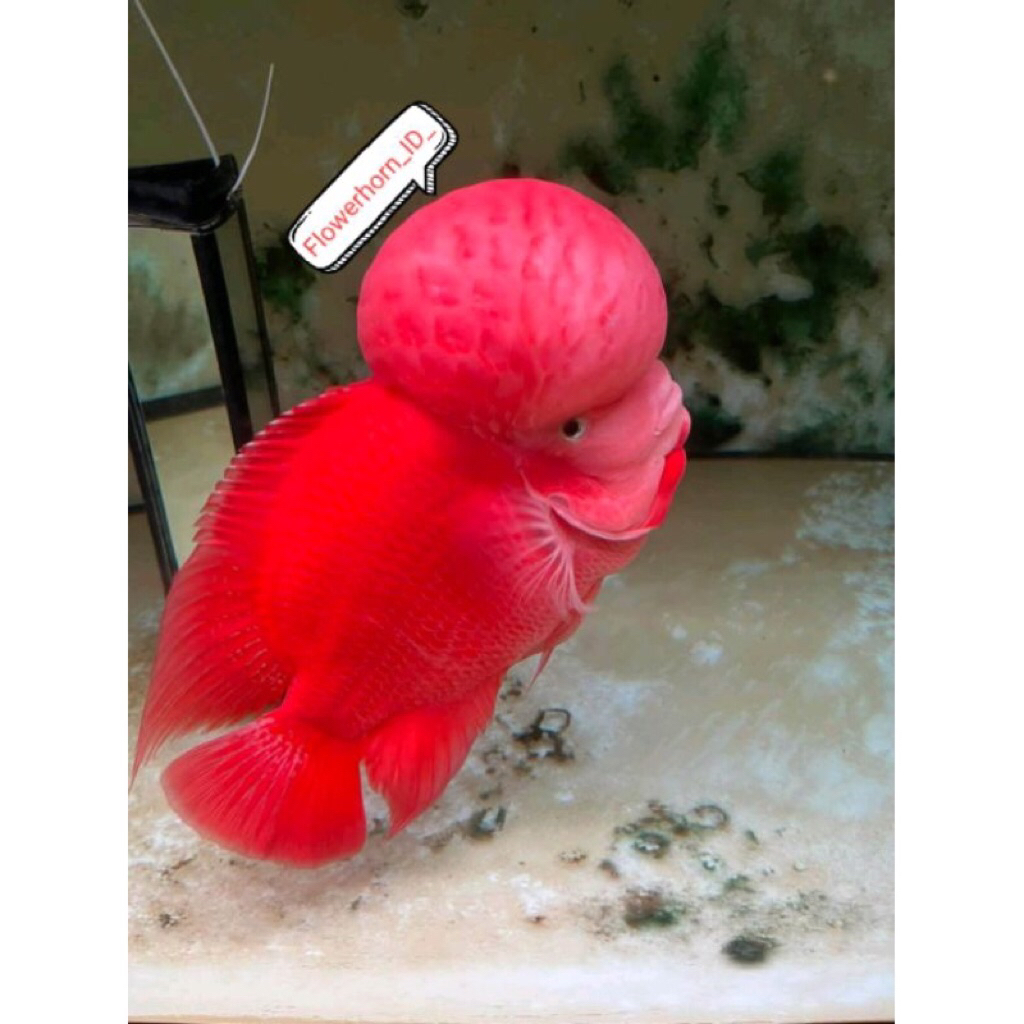 Burayak Louhan SRM (Super Red Monkey) Ori Thailand