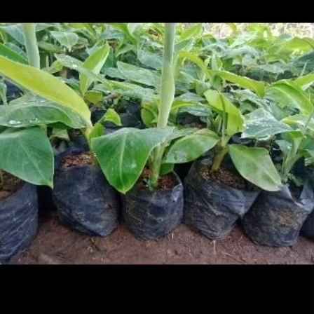 bibit pisang raja bulu