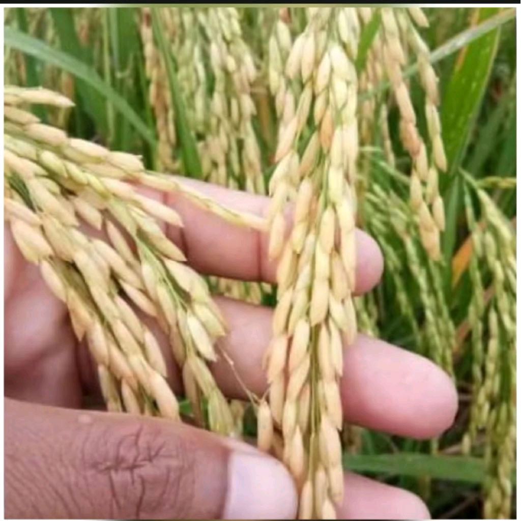 BENIH PADI HIBRIDA HIBRIDA SEMBADA 989 KEMASAN 5kg