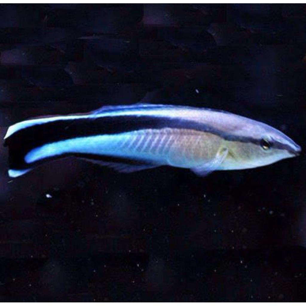 ikan hias laut dokter b / cleaner wrasse