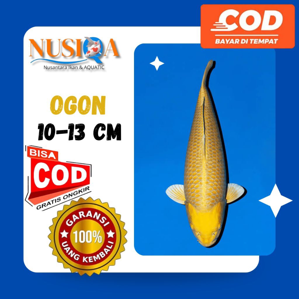 KOI OGON | Ikan Koi Ogon Size 6-7-9 cm | NUSIQA KOI | Kirim Instan/Sameday
