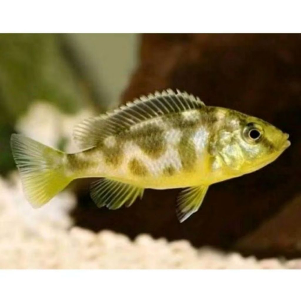 IKAN HIAS CICHLID VENUSTUS NIMBOCHROMIS SIZE +-4 CM [ISI 3 EKOR]